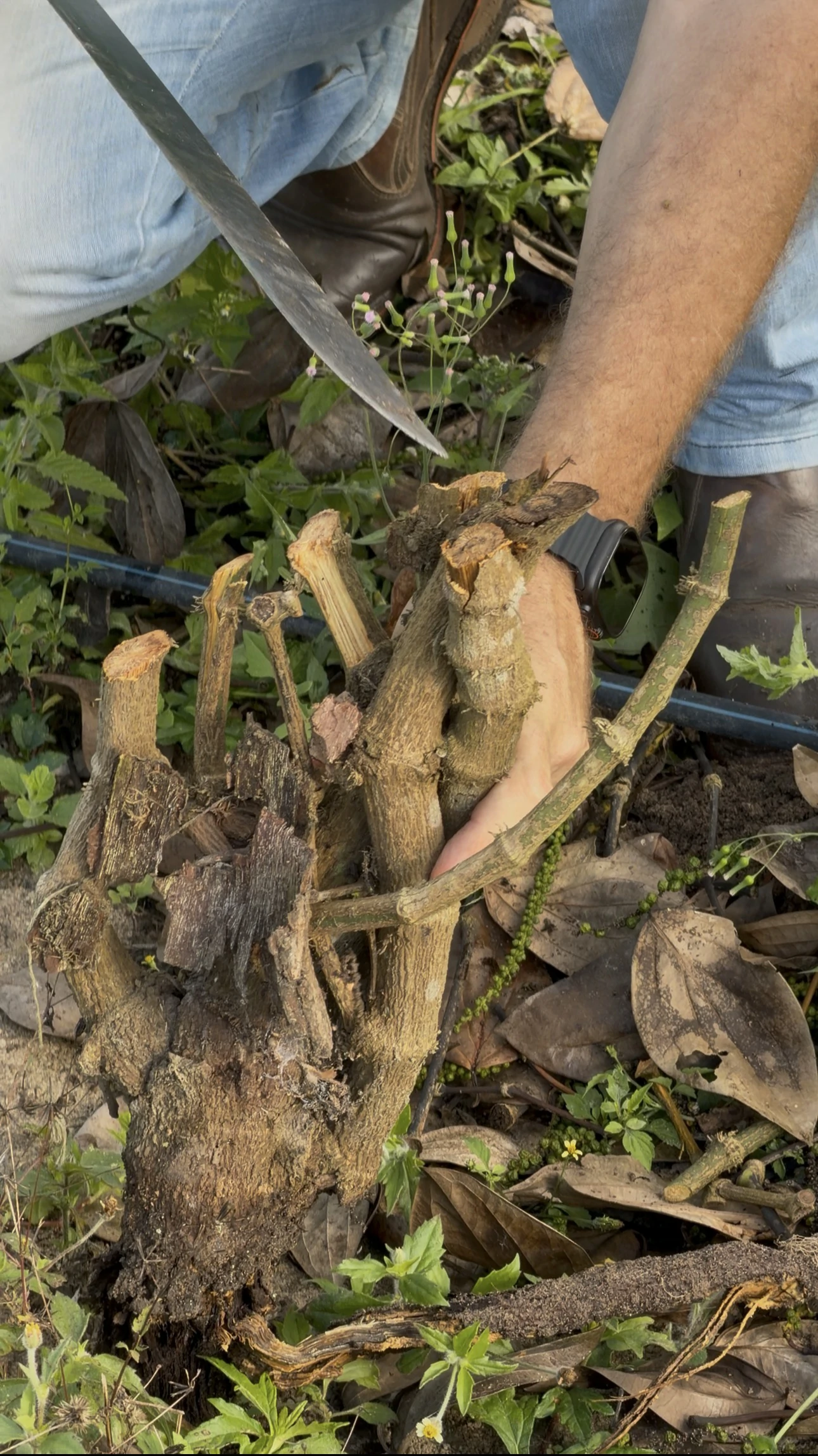 Experiência prática da Erasmo Agro no campo — imagem 14 de 38